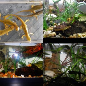 Eastern Newts