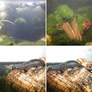 Firebelly Newts