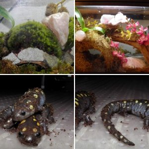 Yellow Spotted Salamanders