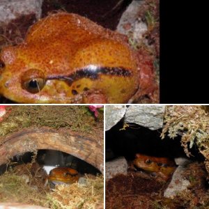 Tomato Frog