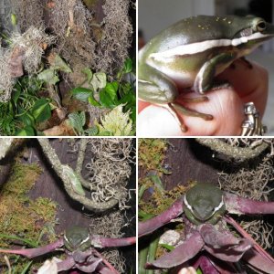 Green Tree Frog