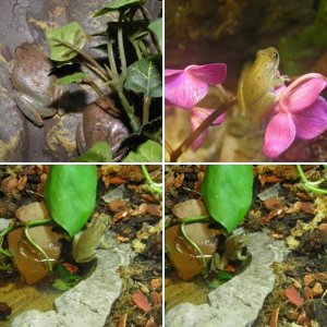 Squirrel Tree Frogs