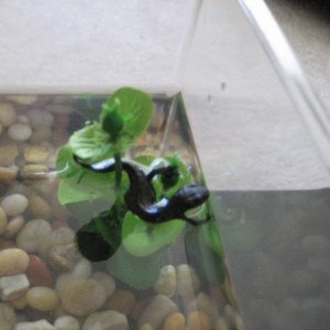 Vulcan the Newt
