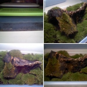 Desmognathus orestes