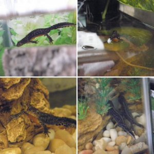 Ichthyosaura alpestris