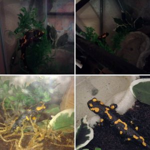 Salamandra Salamandra
