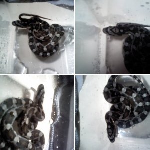 North American Colubrids