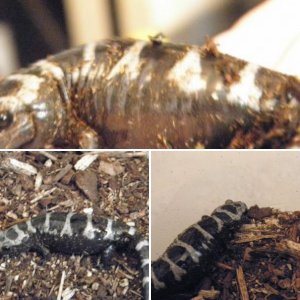 Ambystoma Opacum