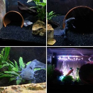 My Axolotl Axhibit