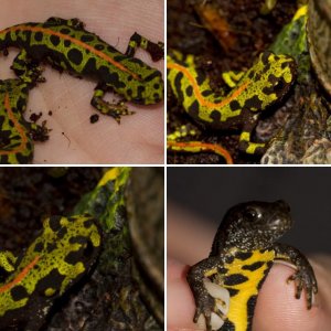 All my Newts and larvae