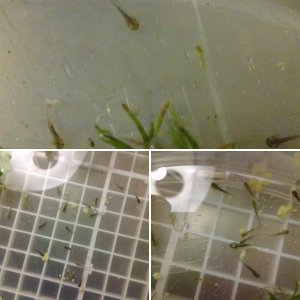 Their first batch - July 2011
