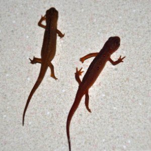 My Red Efts.