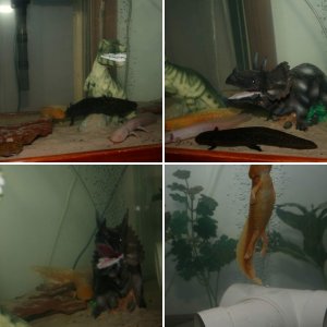 My first axies!!