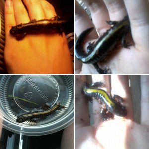 Le Newts