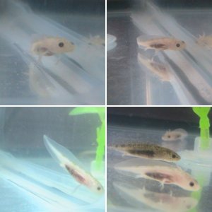 Bubbles, Mystery & Dot