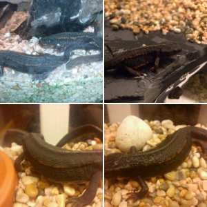 Salamanders