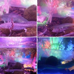 Glowing Axie Tank