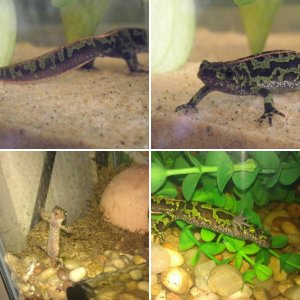 Triturus Mamoratous