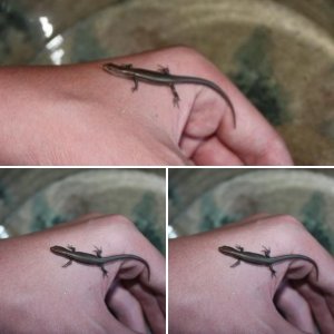skinks