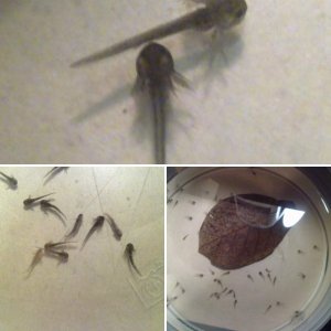 Babies - week 1