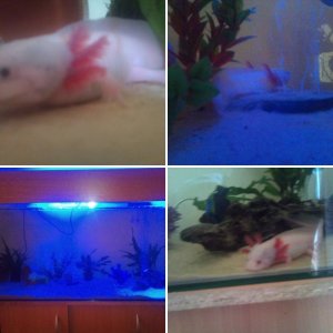 my 2 male axies
