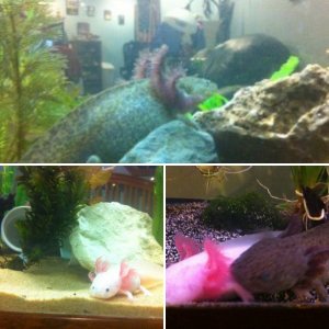 first pics