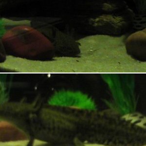 Skyrim the Axolotl