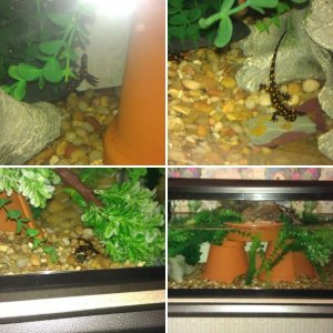 Neurergus Strauchii