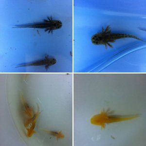 Baby axolotl - 34 days old