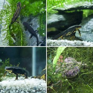 My newts and salamander