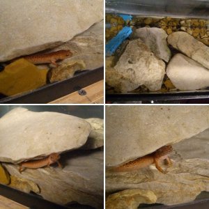 Northern Red Salamander (Pseudotriton ruber ruber)