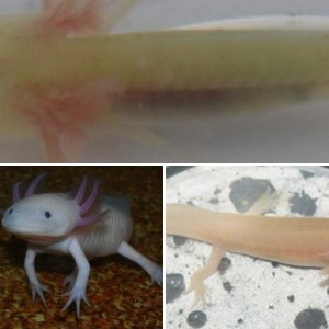 axolotl