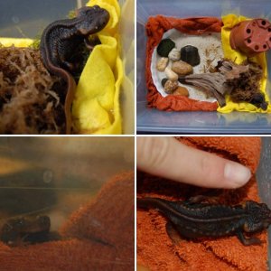 temporary tylo box