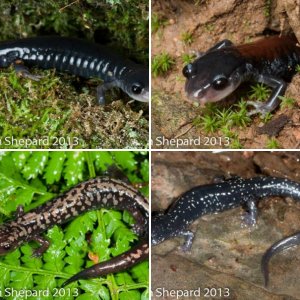 Plethodon