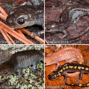 Ambystoma