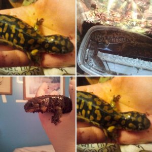 speckles my salamander