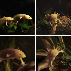 Axolotls