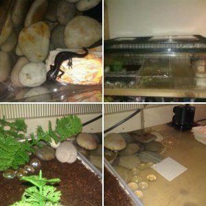 My Fire Bellied Newt/Set up