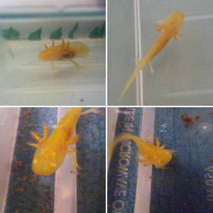 My little Golden One