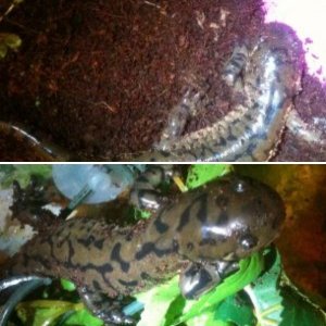 Tiger Salamanders