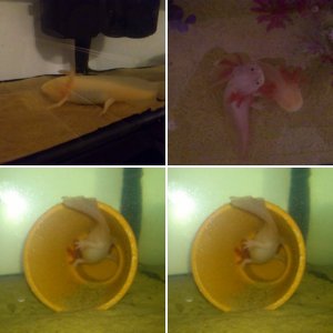 My Axies