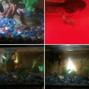 My Axolotl