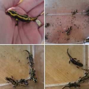 Wargar's Newts and Salamanders