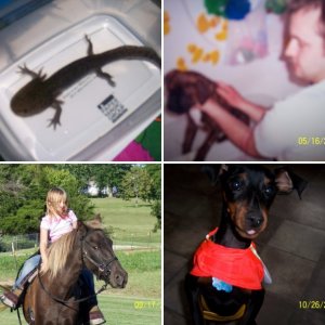 pets
