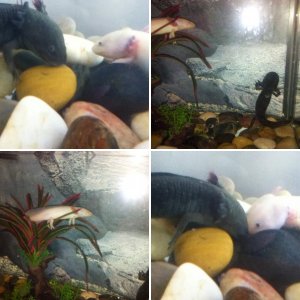 Axie love <3