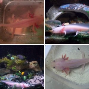 axolotl