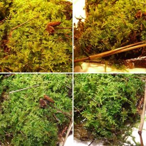 Unknown Moss