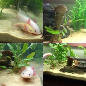New babies