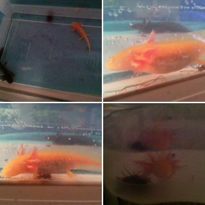 Axie Juvies