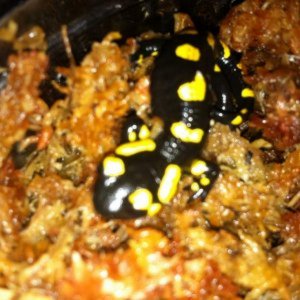 Fire belly Newt & Fire Sal